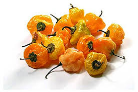 Habanero Seeds for Planting – Heirloom & Non-GMO, High Germination Organic Garden Pepper Seeds