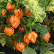 Habanero Seeds for Planting – Heirloom & Non-GMO, High Germination Organic Garden Pepper Seeds