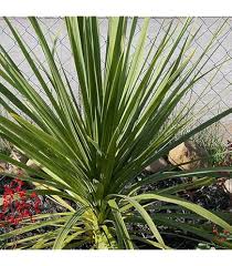 Dracaena Spike Plant Seeds for Planting – Heirloom, Non-GMO, Upright Organic Garden Accents