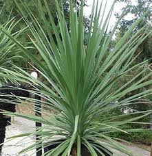 Dracaena Spike Plant Seeds for Planting – Heirloom, Non-GMO, Upright Organic Garden Accents