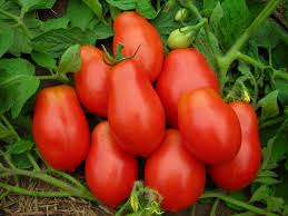 Roma Tomato Seeds for Planting – Heirloom & Non-GMO, High Germination Organic Garden Seeds for Cooking Tomatoes