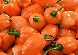 Pepper Seeds for Planting – Heirloom & Non-GMO, High Germination Organic Garden Seeds for Flavorful Peppers