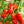 Zavory Pepper Seeds for Planting – Heirloom & Non-GMO, High Germination Organic Chili Seeds for Mild Spice Gardens