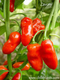 Cajun Belle Pepper Seeds for Planting – Heirloom, Non-GMO, Organic Garden Seeds, High Germination, Sweet & Spicy Southern Favorite