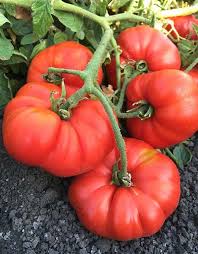 Giant Red Tomato Seeds for Planting - Heirloom, Non-GMO Organic Seeds for Large, Sweet Fruits & Heavy Garden Yields
