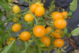 Cherry Tomato Seeds for Planting – Heirloom, Non-GMO, Organic Garden Seeds, High Germination, Juicy Garden Snacks