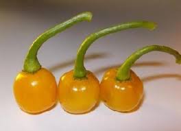 Bode Pepper Seeds for Planting – Heirloom & Non-GMO, High Germination Organic Seeds for Spicy Compact Pepper Plants