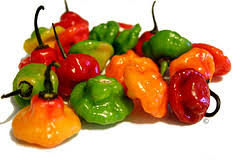Mixed Chili Pepper Seeds for Planting – Heirloom, Non-GMO, High Germination, Colorful & Spicy Garden Blend