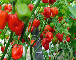 Aji Dulce Pepper Seeds for Planting – Heirloom & Non-GMO, High Germination Organic Seeds for Sweet, Flavorful Gardens