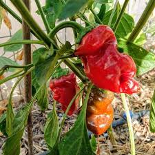 Aji Dulce Pepper Seeds for Planting – Heirloom & Non-GMO, High Germination Organic Seeds for Sweet, Flavorful Gardens