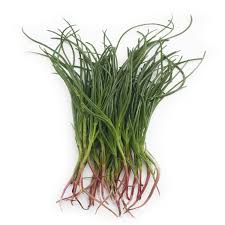 Agretti Plant Seeds for Planting – Heirloom & Non-GMO, High Germination Organic Seeds for Gourmet Green Gardens