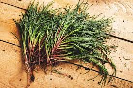 Agretti Plant Seeds for Planting – Heirloom & Non-GMO, High Germination Organic Seeds for Gourmet Green Gardens