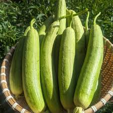 Courgette Vegetable Seeds for Planting – Heirloom & Non-GMO, High Germination Organic Seeds for Fast-Growing Garden Veggies