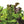 Alfresco Vegetable Seeds for Planting – Heirloom & Non-GMO, High Germination Organic Seeds for Fresh Seasonal Garden Produce