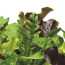 Alfresco Vegetable Seeds for Planting – Heirloom & Non-GMO, High Germination Organic Seeds for Fresh Seasonal Garden Produce