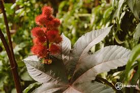Castor Bean Seeds for Planting – Heirloom & Non-GMO, High Germination Organic Seeds for Ornamental Foliage and Lush Garden Greenery