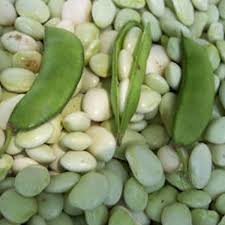 Broad Bean Seeds for Planting – Heirloom, Non-GMO, Protein-Rich Organic Garden Seeds – High Germination, Heavy Yield