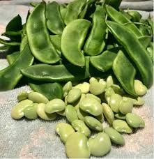 Broad Bean Seeds for Planting – Heirloom, Non-GMO, Protein-Rich Organic Garden Seeds – High Germination, Heavy Yield
