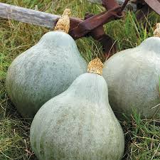 Hubbard Vegetable Seeds for Planting – Heirloom & Non-GMO, High Germination Organic Seeds for Large and Flavorful Garden Harvests