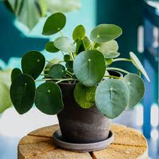 Peperomioides Plant Seeds for Planting – Heirloom & Non-GMO, High Germination Organic Seeds for Stylish Indoor Houseplants