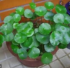 Peperomioides Plant Seeds for Planting – Heirloom & Non-GMO, High Germination Organic Seeds for Stylish Indoor Houseplants