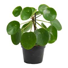 Peperomioides Plant Seeds for Planting – Heirloom & Non-GMO, High Germination Organic Seeds for Stylish Indoor Houseplants