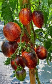 Orange Black Tomato Seeds for Planting – Heirloom, Non-GMO, High Germination Organic Garden Seeds