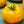 Yellow Giant Tomato Seeds for Planting – Heirloom, Non-GMO, Organic Garden Seeds – High Germination, Bold Sweet Fruit