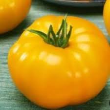 Big Yellow Tomato Seeds for Planting - Heirloom, Non-GMO, Organic Garden Seeds with Mellow Flavor & Large Fruits