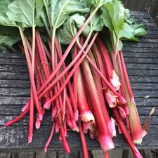 Rhubarbe Rouge Seeds for Planting – Heirloom & Non-GMO, High Germination Organic Seeds for Tart Stalks and Classic Garden Pies