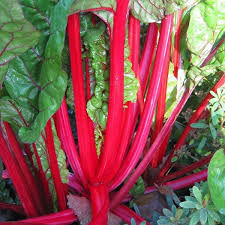 Rhubarbe Rouge Seeds for Planting – Heirloom & Non-GMO, High Germination Organic Seeds for Tart Stalks and Classic Garden Pies
