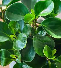 Peperomia Plant Seeds for Planting – Heirloom & Non-GMO, High Germination Organic Seeds for Compact Indoor Foliage and Decorative Pots