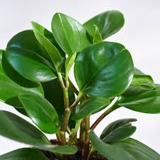 Peperomia Plant Seeds for Planting – Heirloom & Non-GMO, High Germination Organic Seeds for Compact Indoor Foliage and Decorative Pots