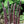 Asparago Vegetable Seeds for Planting – Heirloom & Non-GMO, High Germination Organic Seeds for Nutritious Perennial Spears