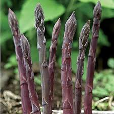 Purple Asparagus Seeds for Planting – Heirloom, Non-GMO, Vibrant Stalks – Organic Garden Seeds