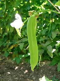 Canavalia Gladiata Seeds for Planting – Heirloom & Non-GMO, High Germination Organic Seeds for Edible Beans in Tropical Gardens