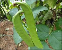 Canavalia Gladiata Seeds for Planting – Heirloom & Non-GMO, High Germination Organic Seeds for Edible Beans in Tropical Gardens