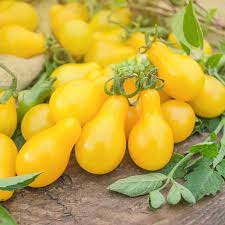 Pear Tomato Seeds for Planting – Heirloom & Non-GMO, High Germination Organic Seeds for Sweet Teardrop Tomatoes and Fresh Salads