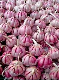 Light Purple Garlic Seeds for Planting – Heirloom & Non-GMO, High Germination Aromatic Bulbs for Hardy, Flavorful Garden Harvests