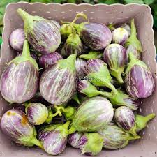 Purple Green Eggplant Seeds for Planting - Heirloom, Non-GMO, Edible & Ornamental Garden Seeds