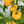 Big Yellow Tomato Seeds for Planting - Heirloom, Non-GMO, Organic Garden Seeds with Mellow Flavor & Large Fruits