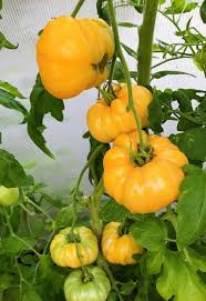 Big Yellow Tomato Seeds for Planting - Heirloom, Non-GMO, Organic Garden Seeds with Mellow Flavor & Large Fruits