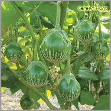 Dark Green Eggplant Seeds for Planting - Heirloom, Non-GMO, Organic Garden Seeds for Compact Garden Spaces