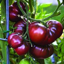 Red Black Tomato Seeds for Planting - Heirloom, Non-GMO, Organic Garden Seeds with Bold Color & Rich Flavor