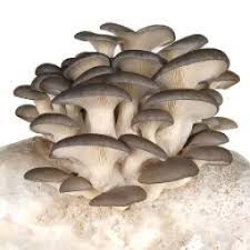 Grey Mushroom Seeds for Planting - Heirloom, Non-GMO, Organic Garden Fungi Seeds for Earthy Flavor & High Nutritional Value