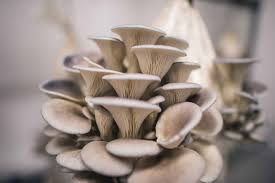 Grey Mushroom Seeds for Planting - Heirloom, Non-GMO, Organic Garden Fungi Seeds for Earthy Flavor & High Nutritional Value