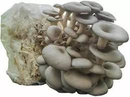 Grey Mushroom Seeds for Planting - Heirloom, Non-GMO, Organic Garden Fungi Seeds for Earthy Flavor & High Nutritional Value