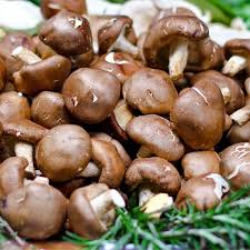 Cremini Mushroom (Baby Bella) Seeds for Planting - Heirloom, Non-GMO Organic Fungi Seeds with Rich Umami Flavor