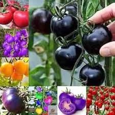 Tomato Vegetable Seeds for Planting – Heirloom, Non-GMO, Fresh Homegrown Flavor – Organic Garden Seeds