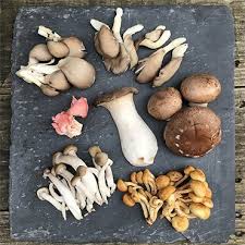 Mixed Mushroom Seeds for Planting - Heirloom, Non-GMO Organic Selection to Grow Gourmet Fungi Indoors or Outdoors